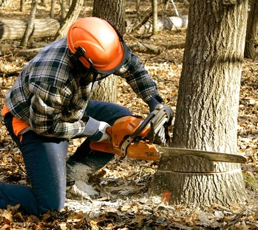 Tree Removal in Brookshire, TX